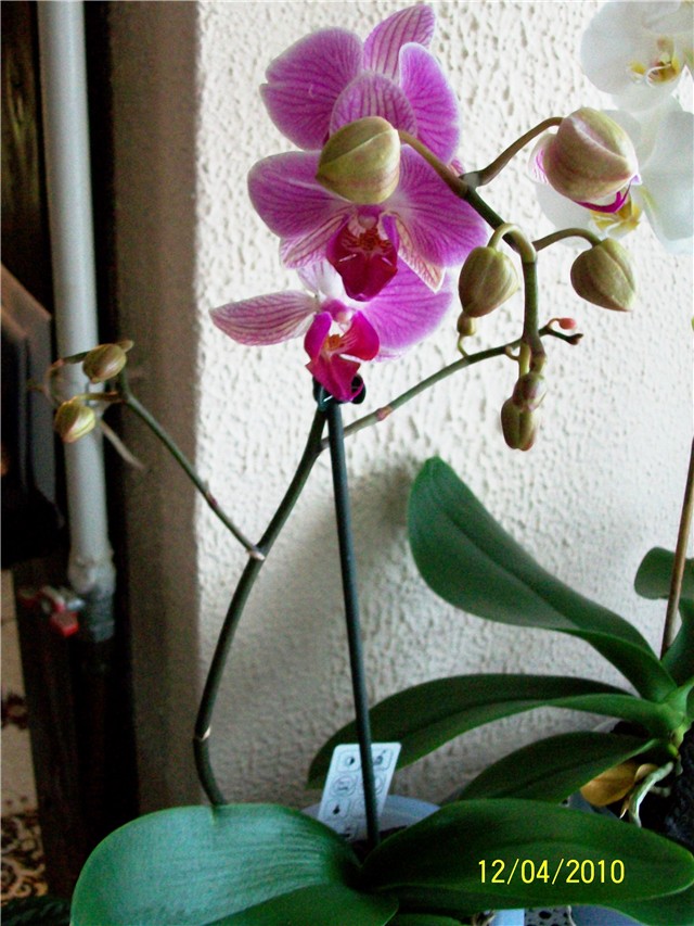 phalaenopsis orhideja